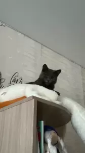 Фотография Айболит 0