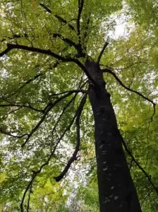 Фотография Ставропольская городская станция по борьбе с болезнями животных 0
